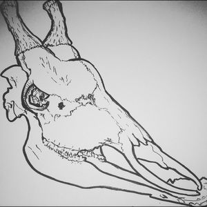 Pen and ink giraffe skull drawing